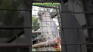 Negros Forest Park 🍃 #animals #zoo #negros #travel #beautifulplaces #philippines