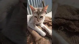 Cat relax moment🤩#shorts #shortsvideo #cat#nature #new #relaxing #viral #video#short#funny