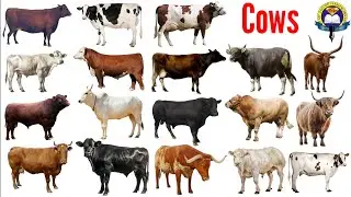 Cow Sound || Types Of Cows || Cow Name In English With Picture || Easy English Learning Process