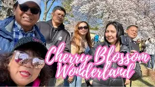 High Park Cherry Blossoms | A Must-See!