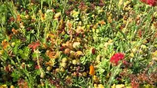 SEDUM TILES with Perennials - Closeup