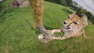 Cheetahs and Cheetah Run at Fota Wildlife Park