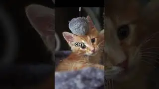 A STREET CAT STORY !!