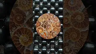 fossils  and ammonites #fossils #quartzcrystals #shortsfeed