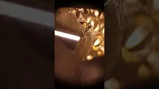 Золотое памятное ожерелье из щенячьего зуба