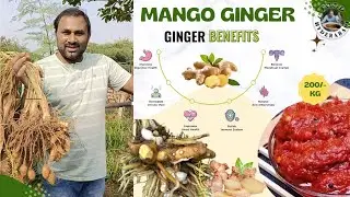 Mango Ginger Benifits/ Allam Pachadi Recipe in Telugu/ Varikuti Ravi/ Food Hyderabadi