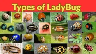 Types of Ladybugs || Ladybug Name in English with Pictures || Ladybirds || Lady Beetles 