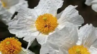 Советы по цветоводству: как выращивать мак Матилия (Romneya Coulteri)