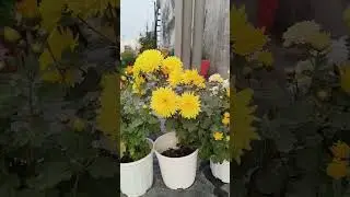 Boolming gudaudi # winter flowers tips for heavy bloom #gardening #plants  #waterleaf 🌺🌹💕🌿#ideas 🌺🌿🌹