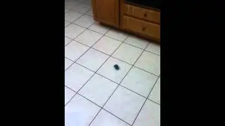 How does pug's react to hexo bug