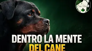 Come ragiona davvero un cane: dentro la sua mente (la verit&agrave; che nessuno ti spiega)