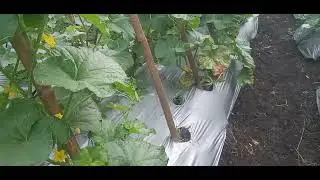 PENYEMPROTAN RUTINITAS PADA MELON  umur 30 hst masa generatif