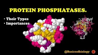 Protein phosphatases and their importance.