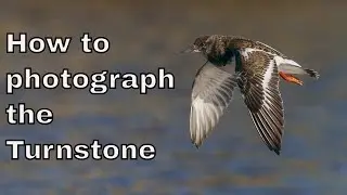 How to photograph the Turnstone wading bird by 