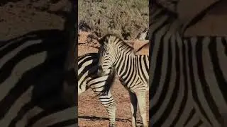 Nature world#nature#animals