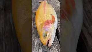 BIG LIGHTNING TROUT AT PALMDALE FIN & FEATHER CLUB | TROUT SEASON MARCH 2024 #socaltroutfishing