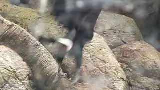 Toekan vs toekan