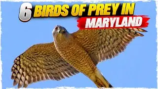 6 Birds of Prey in Maryland (with Pictures)