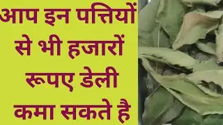 guava leaves powder business / new business idea