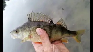 Perch fishing madness Kupa river part#1