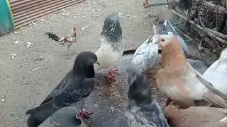 Kabootar desi murgi mere mini farm pe 🥰