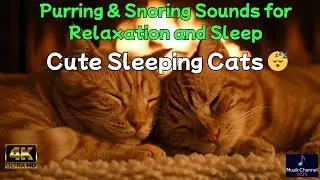 The BEST Sleep Aid Cute Cats Purring and Snoring for Relaxation