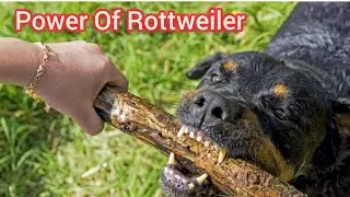 Power Of Rottweiler || Rottweiler Bite force 😯