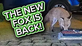 Ещё один визит от этого малыша 🦊❤️ #лиса #дикаяприрода #милый #fyp #вирусноевидео