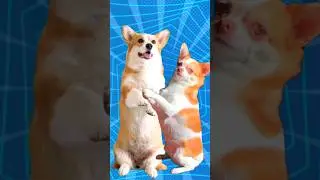Super Dog and Chicken dance 🐶🐔