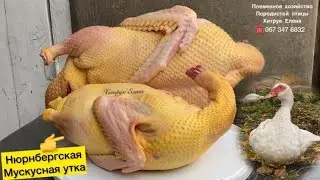 Нюрнбергская Белая мясная Мускусная утка, Племенное Хозяйство породистой птицы