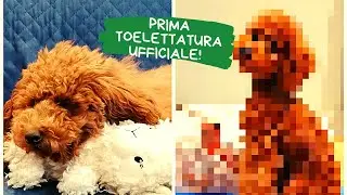 TAGLIO ASIANSTYLE BARBONCINO NANO! LA PRIMA VERA TOELETTATURA PER RUMBA, INCREDIBILE PRIMA E DOPO!