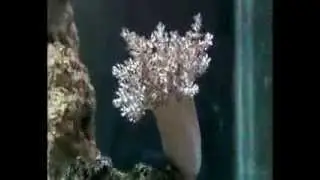 45sec-2sata litophyton