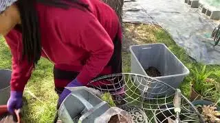 Planting Family Dollar bare root perennials and a  Walmart lavender plant