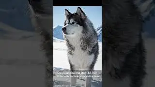 The Canadian Eskimo Dog (CED) and Siberian Husky  Arctic sled dogs, but genetically very close