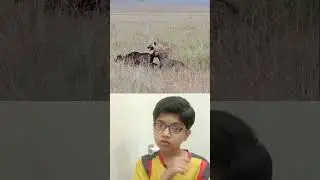 Mother Buffalo rescue her baby Calf #buffalo #hyena #animals #reaction