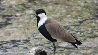 Spur-Winged lapwing, Callig Song : 4K UHD Video. Birds of Tanzania