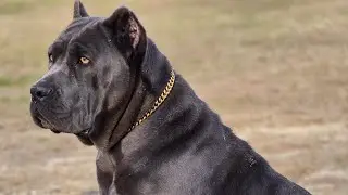 How to keep your Cane Corso calm durning bath time #canecorso #puppy #youtube #CaneCorso