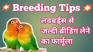 How to Breed Lovebird | Lovebirds se breeding kese le | लवबर्ड्स से घर पर Breed लेने का आसान तरीका
