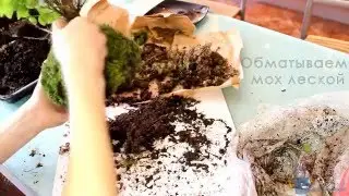 Бонсай на моховом шаре (Bonsai on a moss sphere)