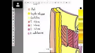 Clase 2 de anatomia pared torácica y mama 