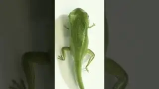 FROG |CLASS 11 BIOLOGY #mdsirbiology #neet #education #devlopment #frog #science #sciencefacts