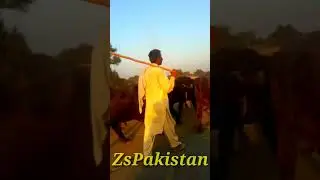 The Visit Road In Panjab/Panjab Pakistan Road visit/beautiful Sean's Panjab Road/#ShortVideo.