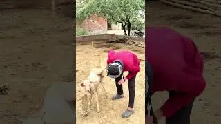 6 crore ka bakra&hellip;.. #trending #funny #bakraeid #bakra #villagelife #viralshorts