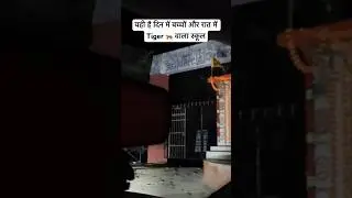 Tiger 🐅 School Jhargaon Marchula | Marchula Tiger Attack | Jim Corbett Night Drive #tiger #shorts