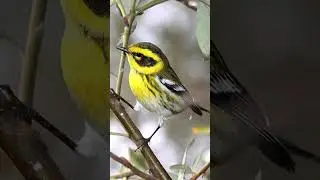 Townsend's Warbler Bird Song Video: Relaxing Nature Sounds