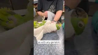 My 58 year old parrots story ❤️ #parrot #story #adoptdontshop #birds #animals