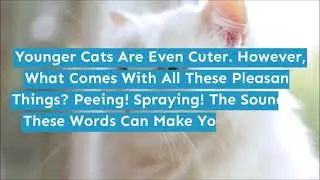 Cat Spraying No More Review | 🐱 Does Cat Spraying No More Book 📗 PDF Has Really 🤳 A Secret Trick?,