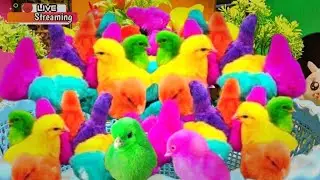 Colorful Chickens, World Cute Chickens, Rainbows Chickens, Cute Cat, Rabbit, Cute Animals