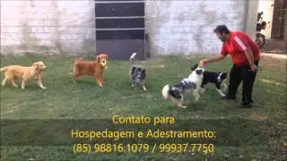 Ada Training, agora com 