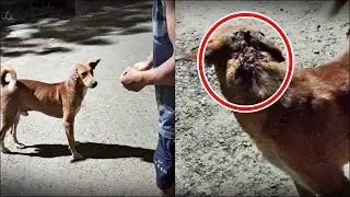 Treating Street Dogs with Care, Dog Injury, Dog Wound Treatment